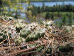 Opuntia fragilis, Marquette Co, MI, Kerry Woods