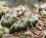 Opuntia fragilis, Marquette Co, MI, Kerry Woods