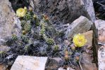 Opuntia fragilis, garden plant