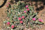 Opuntia fragilis, garden plant