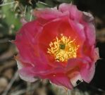 Opuntia fragilis, garden plant