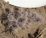 Opuntia fragilis, winter color, Cuba, NM