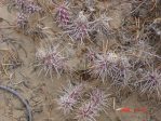 Opuntia fragilis, winter color, Cuba, NM