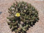 Opuntia fragilis, Dave Ferguson