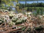 Opuntia fragilis, Kerry Woods