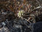 Opuntia fragilis, British Columbia, Liz Parnis