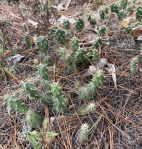 Opuntia fragilis, Ontario, Canada, Derek Stephen Hollingshead