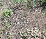 Opuntia fragilis, Midwest, Eric Ribbens