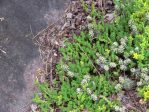 Opuntia fragilis, Midwest , Eric Ribbens