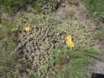 Opuntia fragilis, Midwest