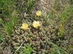 Opuntia fragilis, Midwest