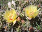 Opuntia fragilis