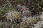 Opuntia fragilis, Andrey Zharkikh