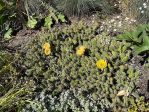 Opuntia fragilis, near Vancouver, Canada, Paul Symington