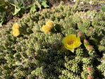 Opuntia fragilis, near Vancouver, Canada, Paul Symington