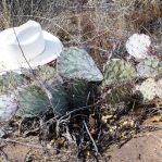 Opuntia gilvescens