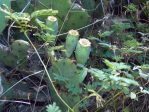 Opuntia gilvescens in shade, Dallas Cnty, TX, Aidan Campos