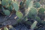 Opuntia gilvescens, Tanque Verde Rd, Tucson, AZ