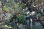 Opuntia gilvescens, Tanque Verde Rd, Tucson, AZ