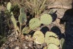 Opuntia gilvescens, Tanque Verde Rd, Tucson, AZ