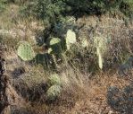 Opuntia gilvescens, Tanque Verde Rd, Tucson, AZ