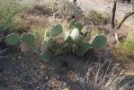 Opuntia gilvescens, Tanque Verde Rd, Tucson, AZ