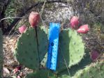 Opuntia gilvescens,  Albuquerque, NM