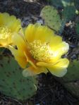 Opuntia gilvescens, flower with very pale green stigma, south of Tijerias, NM