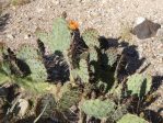 Opuntia gilvescens, Arizona, Nancy Hussey