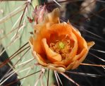 Opuntia gilvescens, flower, Arizona, Nancy Hussey