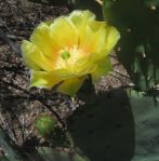 Opuntia gilvescens with flower, Desert Botanic Garden, Tempe, AZ