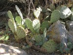 Opuntia gilvescens, Santa Rita Mts, AZ