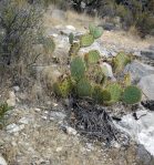 Opuntia gilvescens, Mt. Potosi, NV