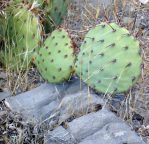 Opuntia gilvescens, Mt. Potosi, NV