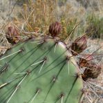 Opuntia gilvescens, garden plant