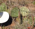 Opuntia gilvescens, Arbuckle Mts, OK