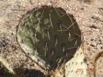 Opuntia gilvescens, AZ