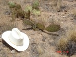 Opuntia gilvescens, unusual long-ovate pads, 7000 ft, NM