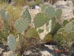 Opuntia gilvescens, extreme drought, AZ