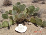 Opuntia gilvescens, Wikeiup, AZ