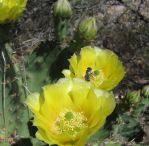 Opuntia gilvescens with flower, Albuquerque, NM