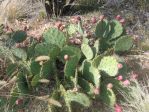 Opuntia gilvescens, narrow fruit, Albuquerque, NM