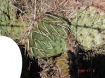 Opuntia gilvescens, west-central OK