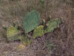 Opuntia gilvescens, Dallas Cnty, TX, Aidan Campos