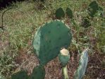 Opuntia gilvescens, Dallas Cnty, TX, Aidan Campos