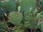 Opuntia gilvescens, Dallas Cnty, TX, Aidan Campos