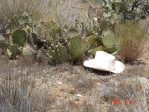 Opuntia gilvescens, Bagdad, AZ