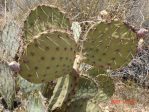 Opuntia gilvescens, Bagdad, AZ