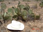 Opuntia gilvescens, Bagdad, AZ