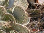 Opuntia gilvescens, NM